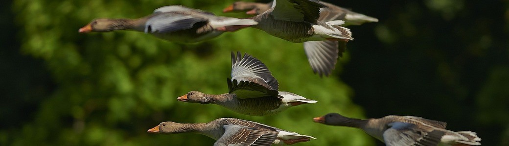 Geflugelpest In Bayern Wie Gefahrlich Ist Die Vogelgrippe Fur Mensch Und Tier Oberpfalz Tv